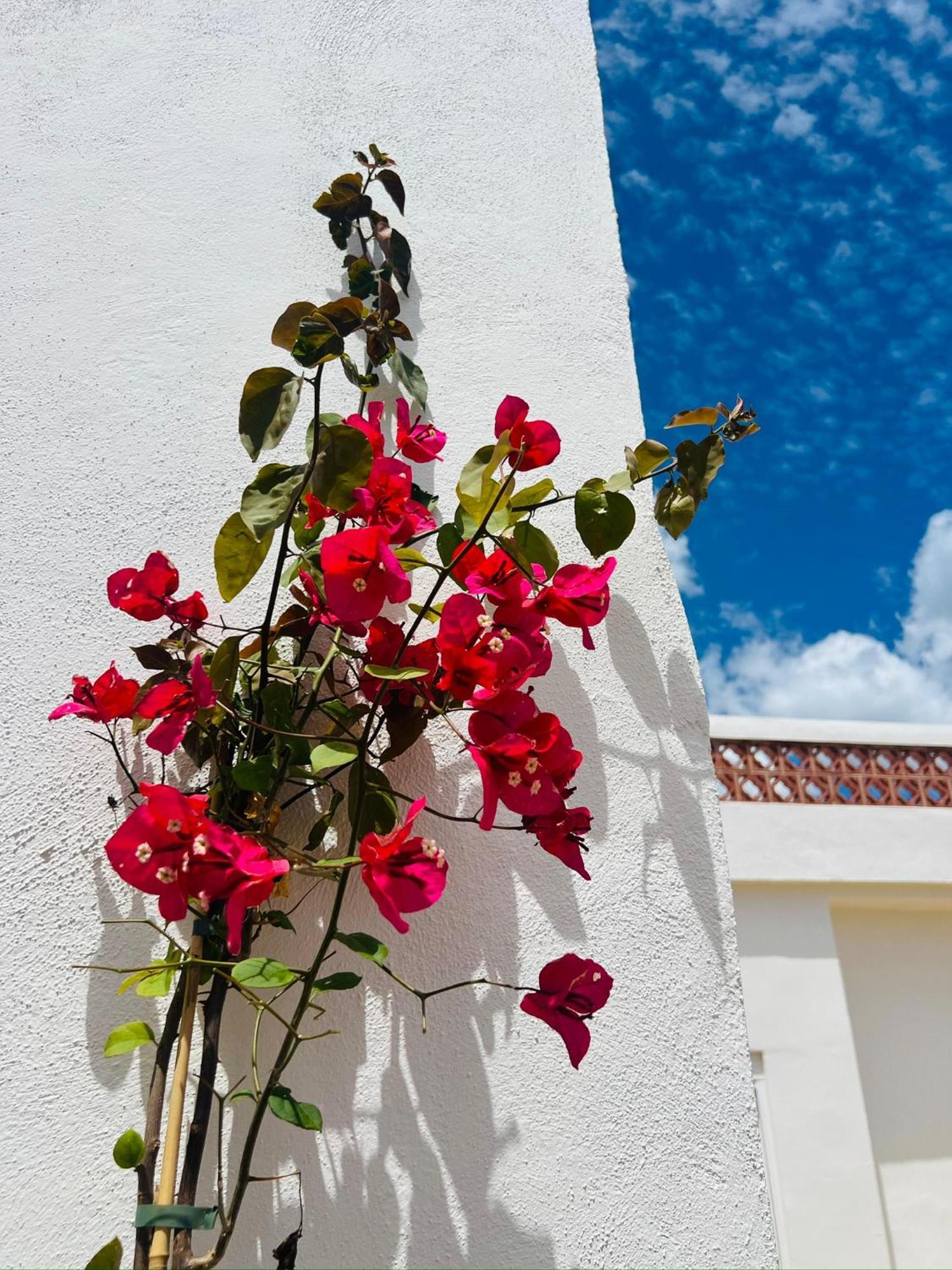 Templo Apartment
